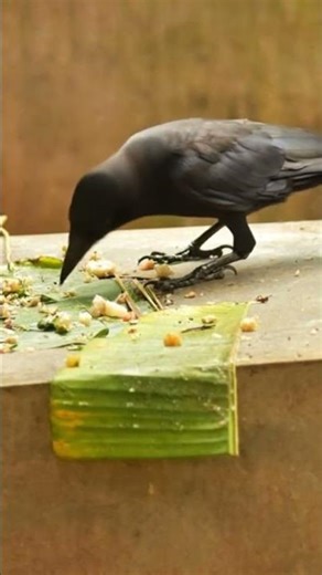 Watch How Smart a Crow Eats 🐦😮 | Don’t Skip! #shorts