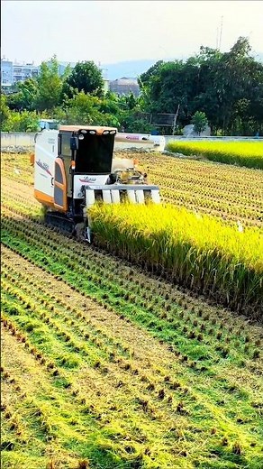 Iseki head feed combine harvester 🌾 #shorts #iseki #combineharvester