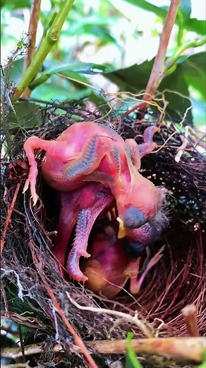 EXTREME Survival: Tiny Baby Birds Hatch and Struggle in a Dangerous Nest