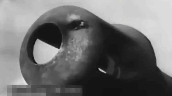 Panzer Assault The 9th Company Moves into Battle – Early Operations 1944