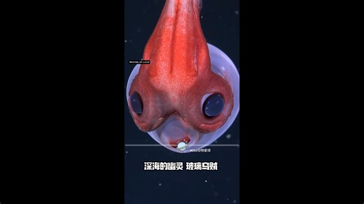 深海的幽灵 玻璃乌贼