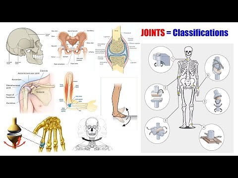 Anatomy & Physiology (66) Classification of Joints | Different Types of Joints | Types of Joints