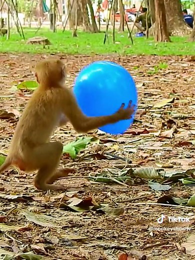 monkeyshowtv នៅលើ TikTok