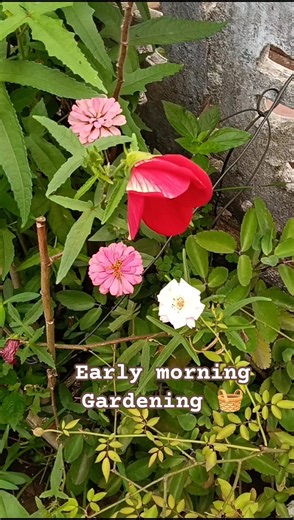 early morning gardening 🧺🌻#reach #30k#flowers#viral#viralvideos#view#like#gardening#shortvideos