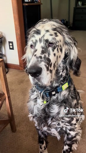 Otto the English Setter: A Gentle Family Dog