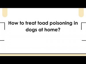 How to treat toad poisoning in dogs at home?