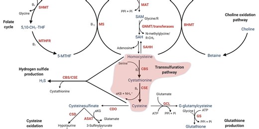 MTHFR: The Hidden Genetic Factor Affecting Your Energy, Mood, and