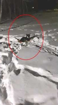 Abandoned in Freezing Snow Yet Still Trusting Humans After Everything She Endured