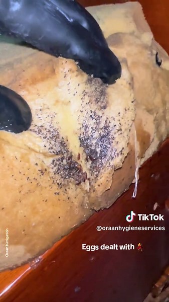 Expert Bedbug Extermination Services in Kampala