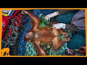 A Race to Save a Mother Orangutan and Her Infant
