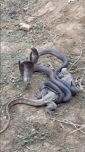Komodo vs king cobra fight