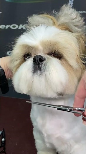 Calm and Dignified Shih Tzu Grooming Transformation