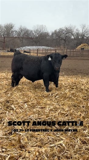 Herd Report on Instagram: "Scott Angus Cattle's Spotlight Series Podcast is LIVE .. Let's Get To It ‼️ #podcast #great #bigtime #fyp"