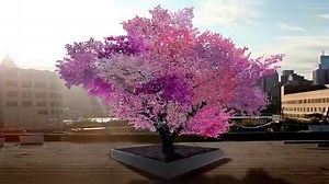 An artist used chip grafting to create trees that bear 40 different varieties of fruits—blossoming into hues of pink and purple. Witness the growth of these magnificient plants. | National Geographic