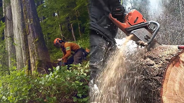 Lightning-Fast Tree Cutting Machines at Work