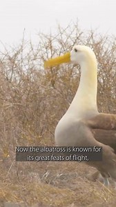 1.7K views · 14 reactions | Ever wondered how albatrosses fly so effortlessly? These incredible birds can glide for hours without flapping their wings! Join Naturalist Dr. John Kirkwood and our partner @Upschoolofficial as they explore the secrets behind these masters of the sky. #Albatross #Wildlife #Travel | Aurora Expeditions | Facebook
