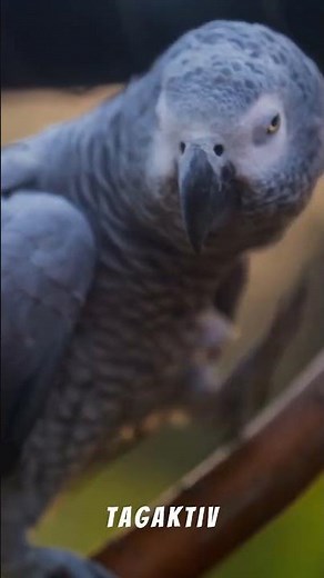 🌿Graupapagei, Leben im grünen Dach 🦜