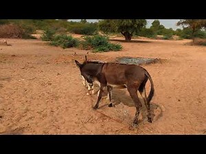 “Donkey Interaction & Natural Behavior | Village Life Moments”l#animals #donkey