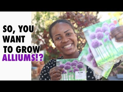 How to grow allium bulbs