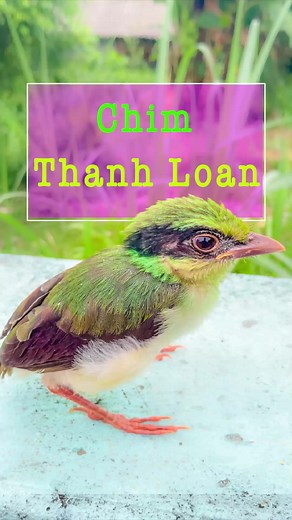 114K views · 1.5K reactions | Chim Thanh Loan hay còn gọi là chim Dẻ cùi xanh có bác nào đã nuôi loài này chưa ạ? #Chimdẻcùixanh #ChimThanhloan #Chimcanh #chămsócchim #Chimnon #Chimphuonghoangdat | Lân | Facebook