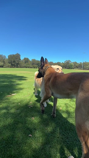 I don’t actively seek out dog interactions for my dogs. The simple truth is I never fully trust dogs I don’t know or that owners can control them. But, I do allow some interactions so my dogs know dogs are safe. I could have gotten up here, but the dog seemed very chill, so it was a good opportunity for Halo to see a dog approaching me isn’t anything to be concerned about. She did very well & I chalk it up as a good exposure. She may be four years old but there’s always things to learn ❤️