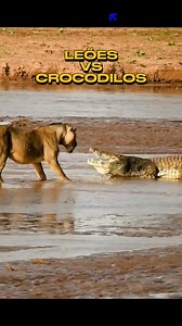 63K views · 561 reactions | #leao #leoa #africa #safari #savana #animals #animais #jacare #crocodile #hipopotamo | Kaio Film | Facebook