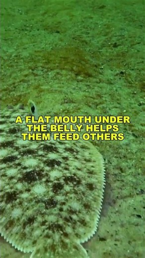 Skate Fish SECRETS You Won’t Believe! #shorts #tweetylines