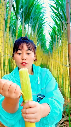 All you need to know about sugar cane! | Makeup Kimi