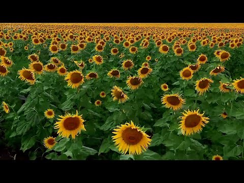 Happiness Frequency: Serotonin, Dopamine and Endorphin Release Music with Binaural Beats