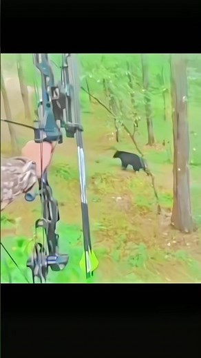 Black Bear Hunting from a Tree 🐻🌲 | Close Encounter in the Wild#challenge#chasse#bear#tree#hunting#