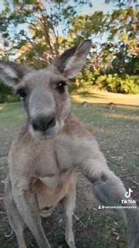Airport security who? Kangaroo edition