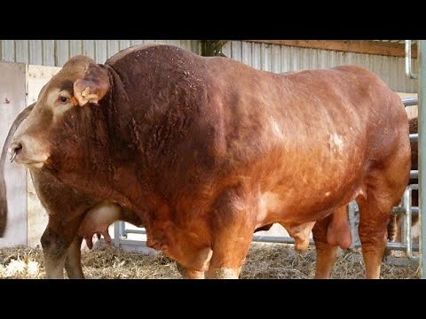 Top 5 Countdowns Carcass Kings: The Top Cattle Breeds for Maximum Beef Yield