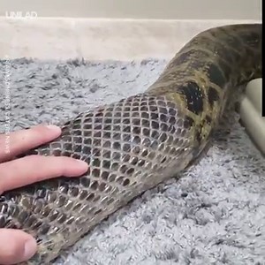 Watching this anaconda shed its skin is strangely satisfying! 😍🐍 | UNILAD