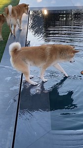 This is more intense than any action movie we've seen! 🤣💥🐶 | The Pet Collective