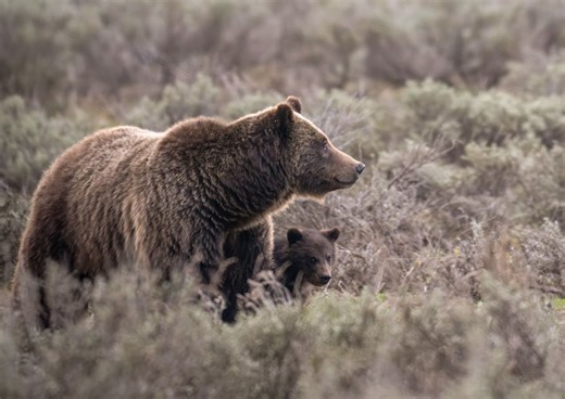 Iconic Grand Teton Grizzly Bear 399 Struck And Killed In Vehicle Accident