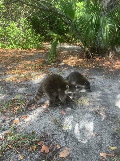 How to get rid of raccoons