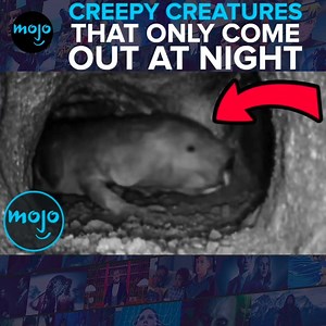 These nighttime critters are very creepy! | WatchMojo