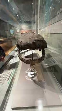 Coccosteus: The Armored Fish of the Devonian Seas