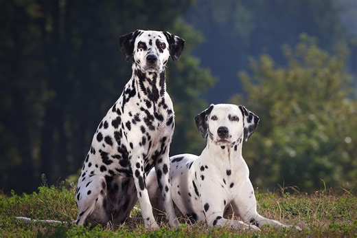 What Makes Dalmatian Spots? The Science Behind the Spotted Pattern
