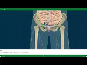 Méridien Foie - Trajet 3D point par point