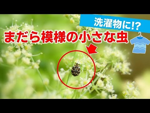 洗濯物にも!? まだら模様の小さな虫、ヒメマルカツオブシムシに注意