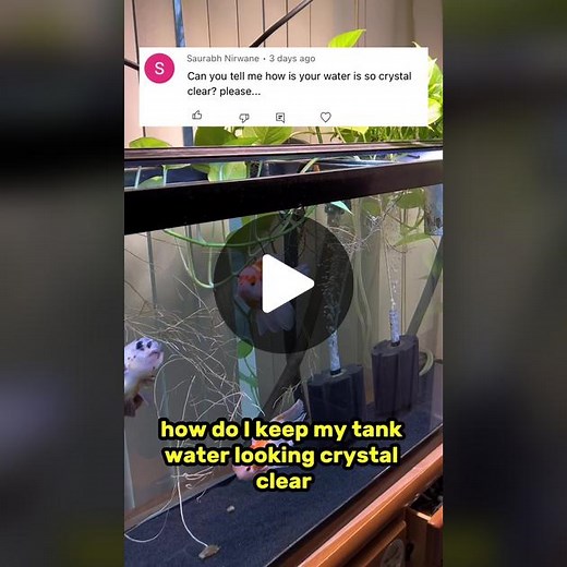 The Goldfish Guy on TikTok