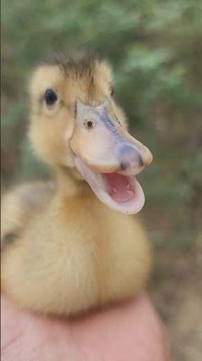 Cute Baby Duck Making Adorable Sounds | Duckling Voice 🎶🦆 // I love pets