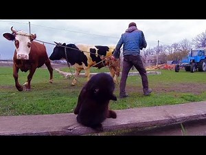 Hard Work on the Farm | Real Rural Life with Animals and Tractor, Everyday Farm Life (Compilation)