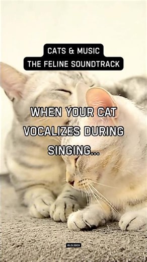 When your cat vocalizes during singing