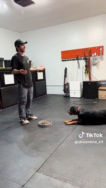 Effective Rottweiler Food Aggression Training Techniques