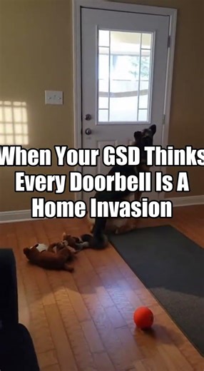 When Your GSD Thinks Every Doorbell Is A Home Invasion