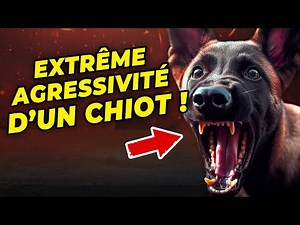 Extreme aggression in a puppy