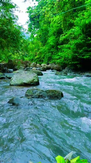 Pleasant Sounds of the Forest,Stream Sounds #forestwhispers #waterfall #relaxingsounds #river