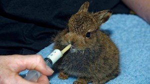 9K views · 363 reactions | A mountain hare has been released back into the wild after being rescued and then raised by the SSPCA. More: bbc.in/2f41gDt | BBC Scotland News | Facebook